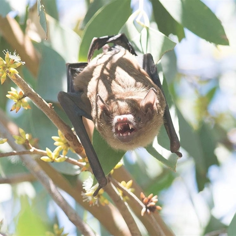 Falsistrellus tasmaniensis