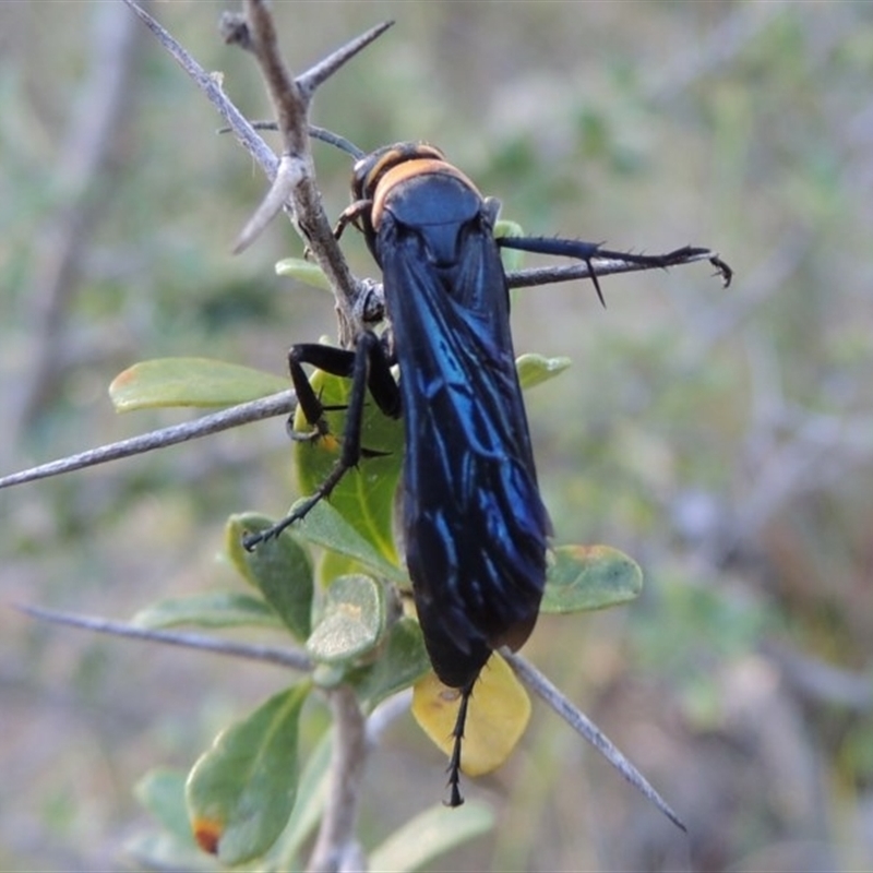 Ferreola handschini