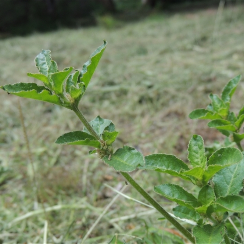 Alternanthera nana