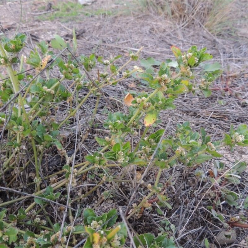 Alternanthera nana