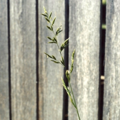 Festuca arundinacea