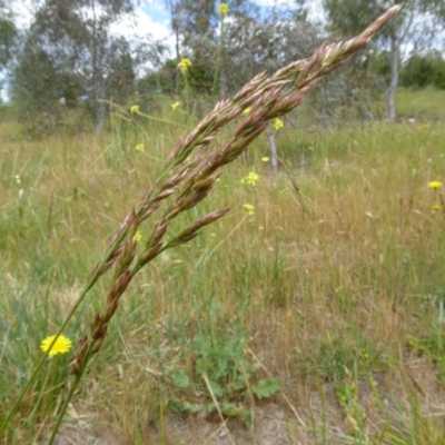 Festuca arundinacea