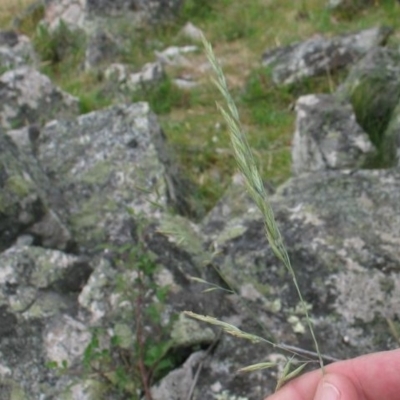 Festuca asperula