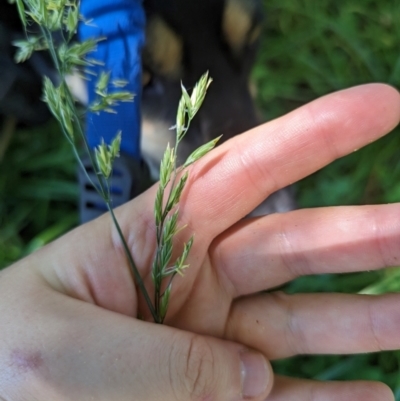 Festuca pratensis