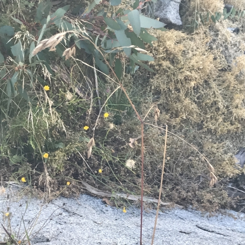 Festuca muelleri