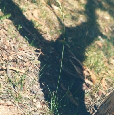 Festuca rubra