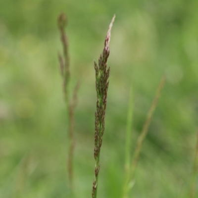 Festuca sp.