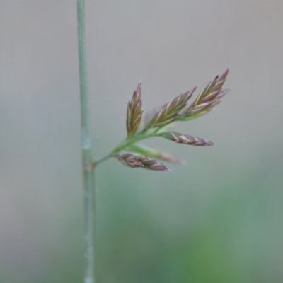 Festuca sp.