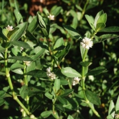 Alternanthera philoxeroides