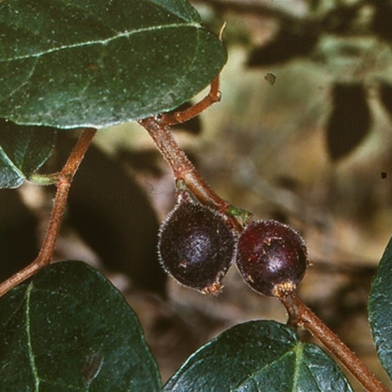 Ficus coronata