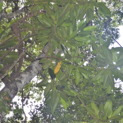 Ficus macrophylla