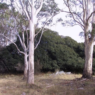 Ficus rubiginosa