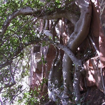 Ficus rubiginosa