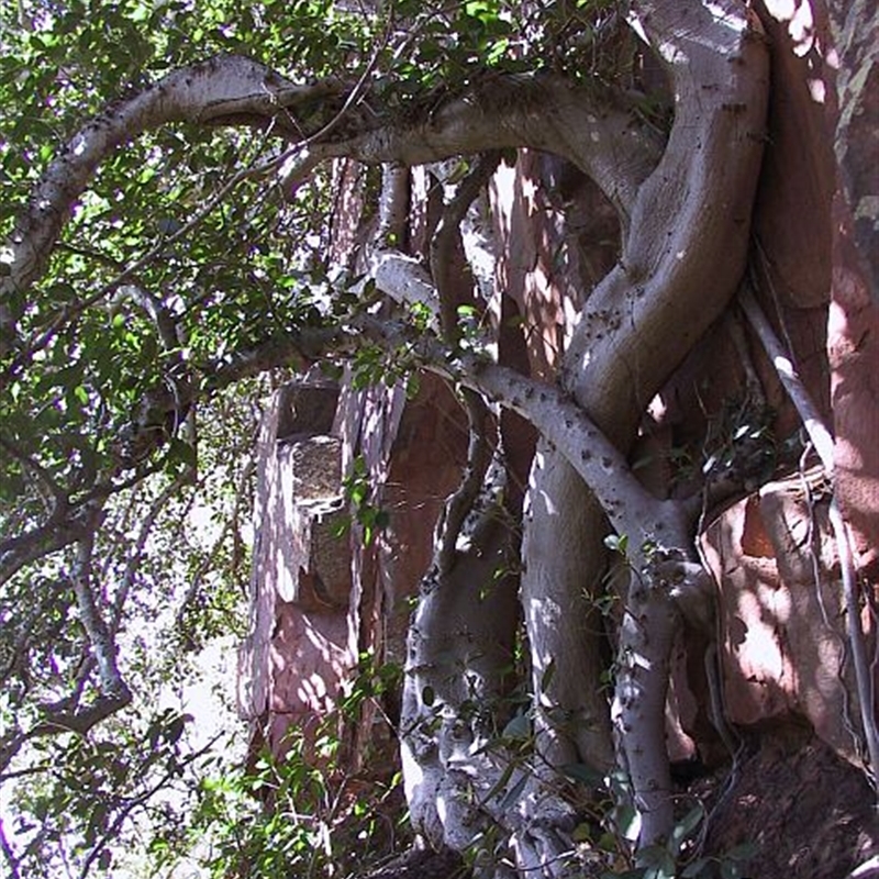 Ficus rubiginosa