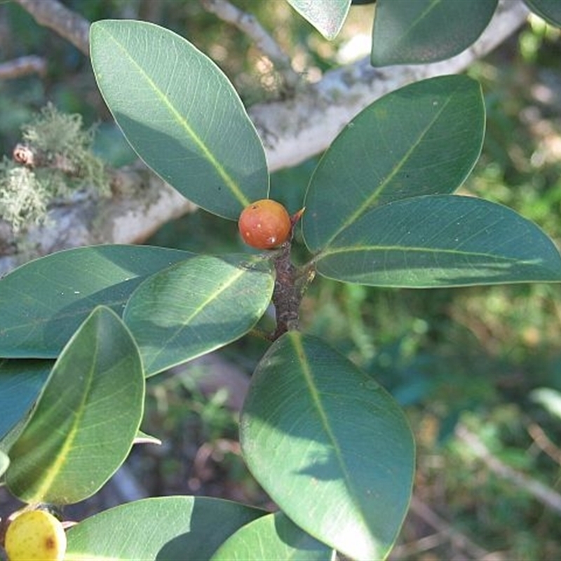 Ficus rubiginosa