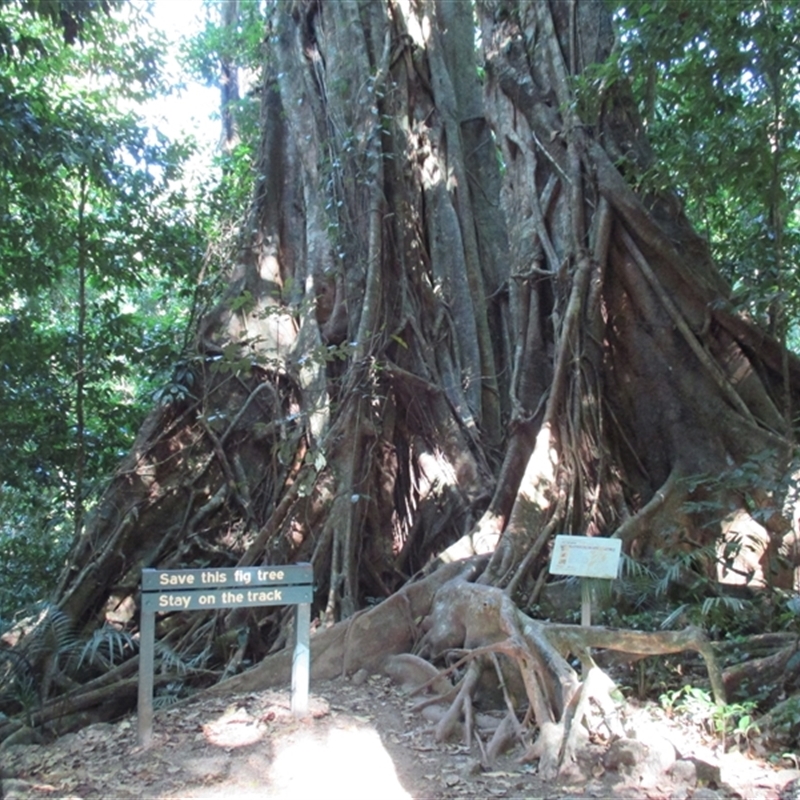 Ficus virens