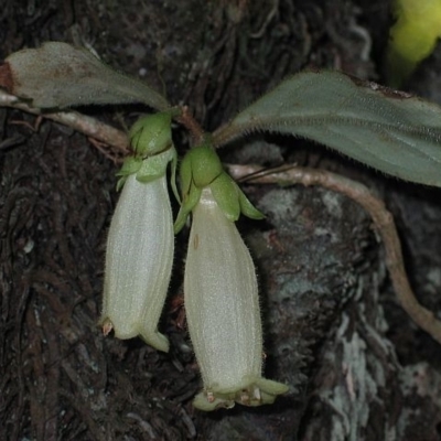 Fieldia australis