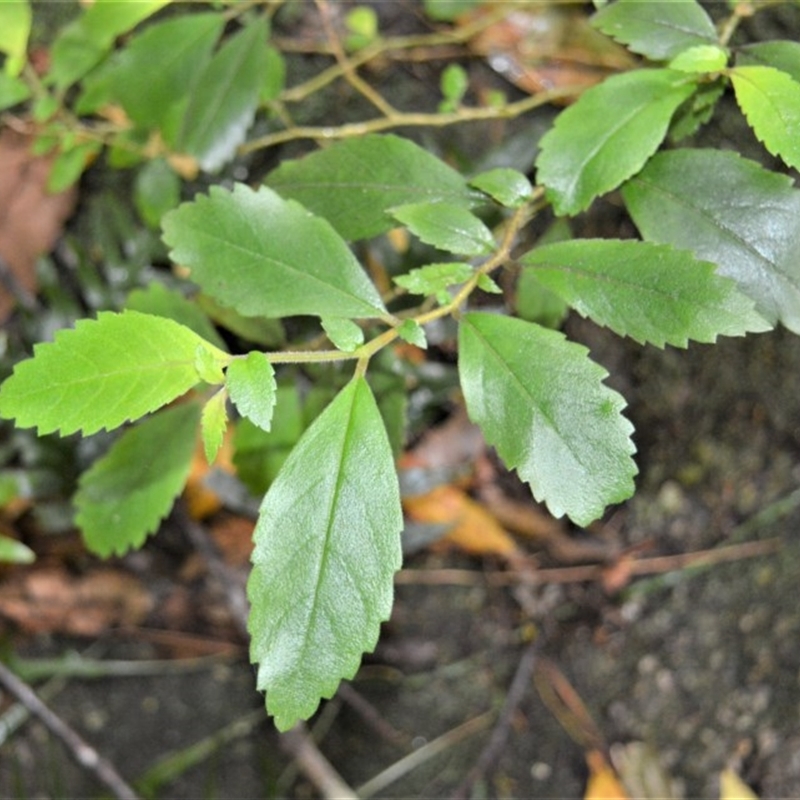 Fieldia australis