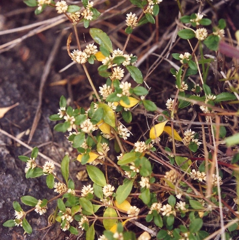 Alternanthera sp.