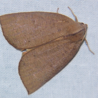 Fisera bradymorpha