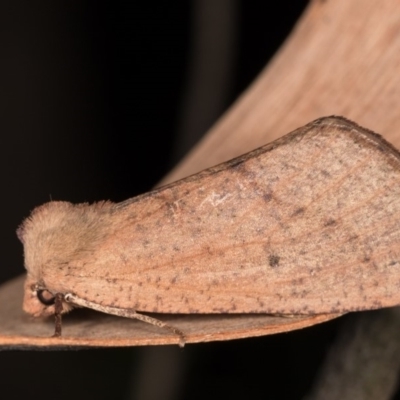 Fisera hypoleuca