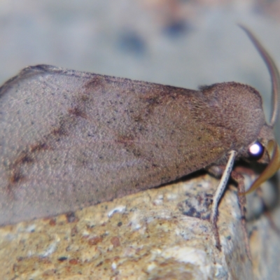 Fisera hypoleuca