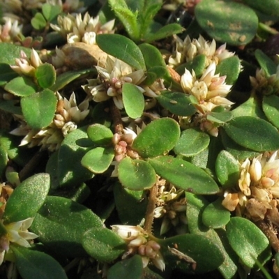 Alternanthera sp. A Flora of NSW (M. Gray 5187) J. Palmer