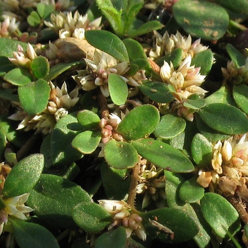 Alternanthera sp. A Flora of NSW (M. Gray 5187) J. Palmer