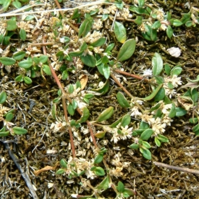 Alternanthera sp. A Flora of NSW (M. Gray 5187) J. Palmer