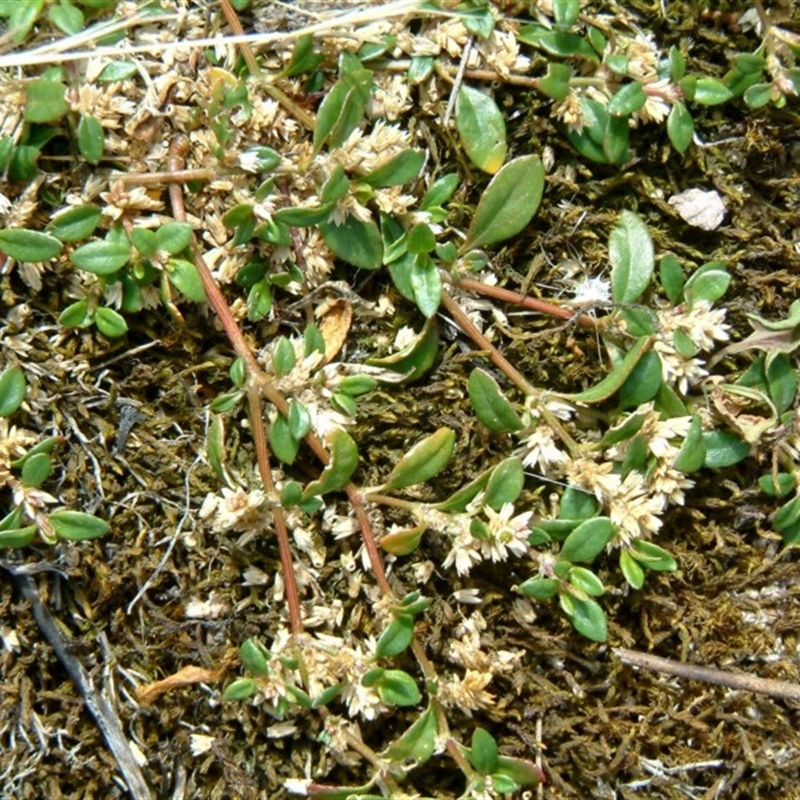 Alternanthera sp. A Flora of NSW (M. Gray 5187) J. Palmer