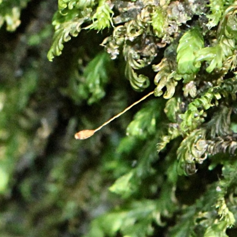 Fissidens sp.