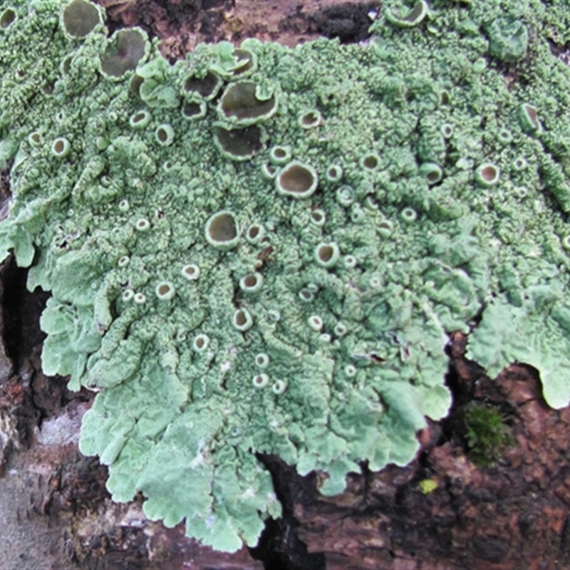 Flavoparmelia sp.