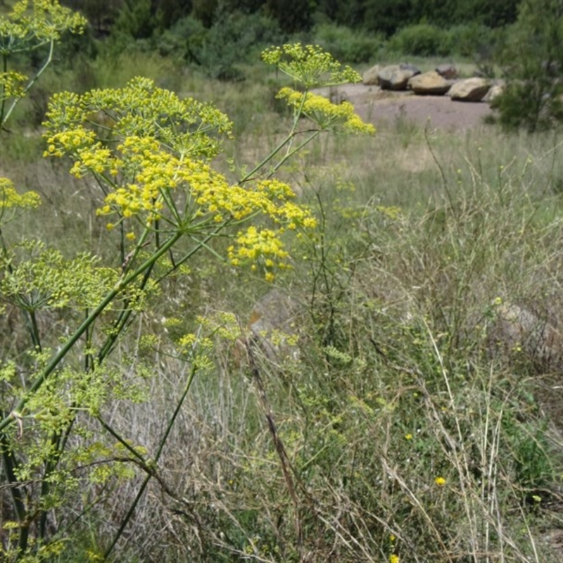 Foeniculum vulgare