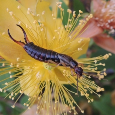 Forficula auricularia