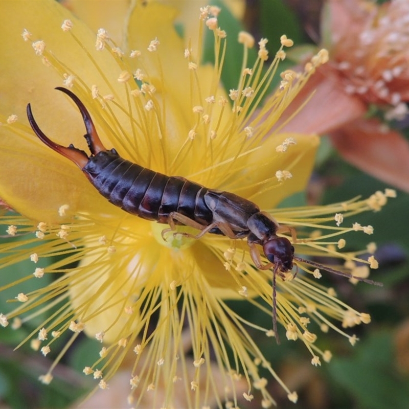 Forficula auricularia