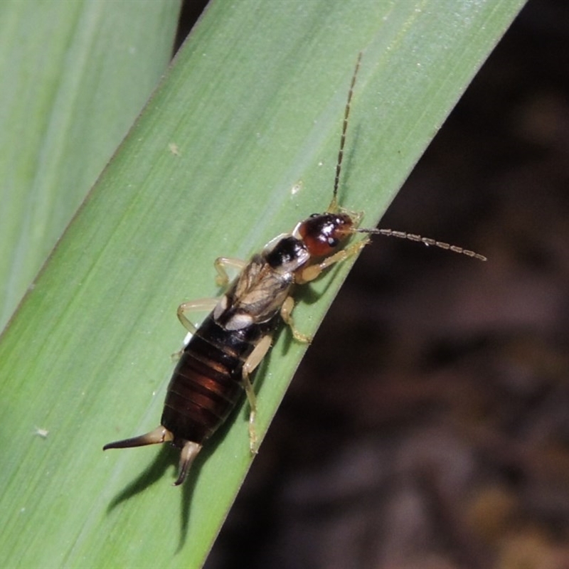 Forficula auricularia