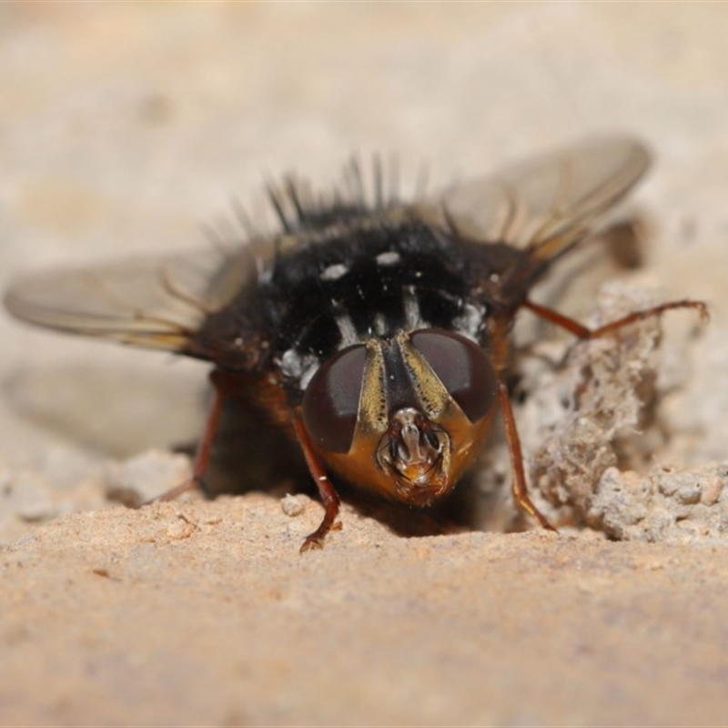 Formosia (Euamphibolia) speciosa