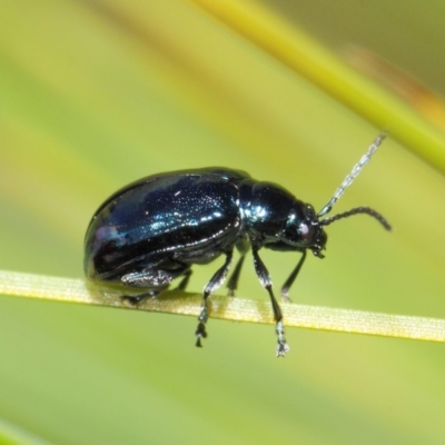 Altica sp. (genus)