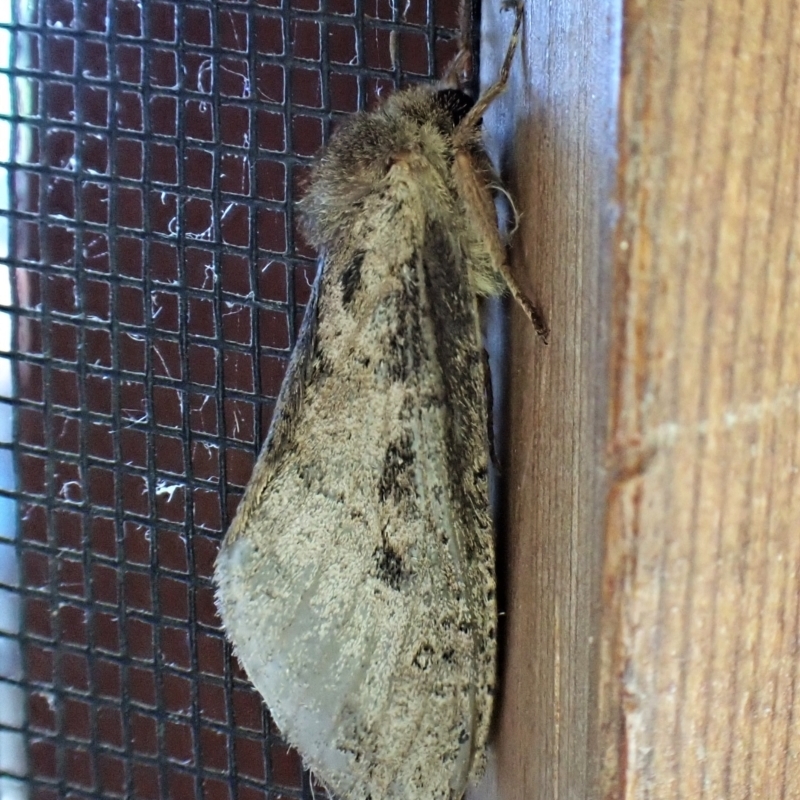 Fraus (genus)