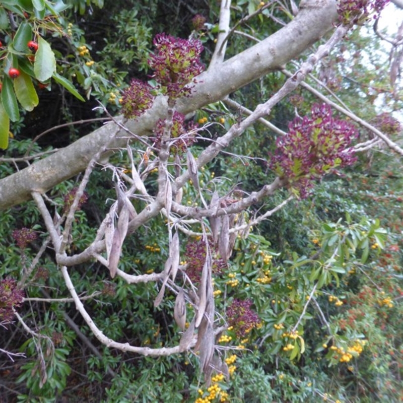 Fraxinus angustifolia