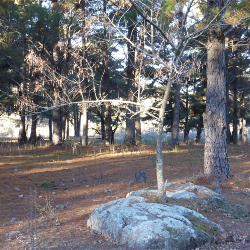 Fraxinus pennsylvanica