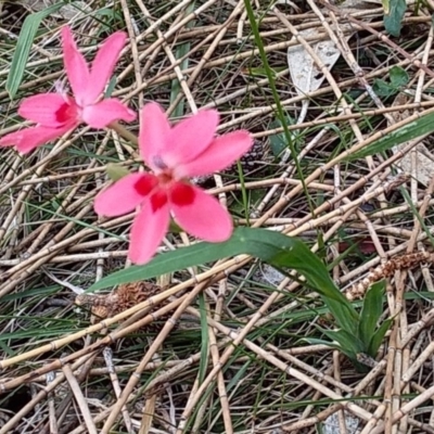 Freesia laxa