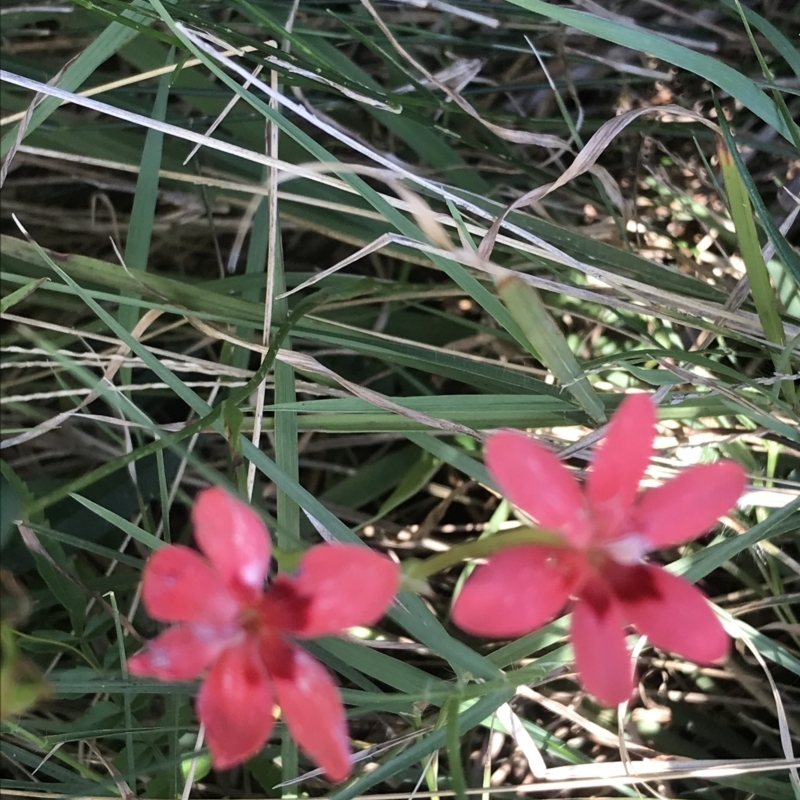 Freesia laxa