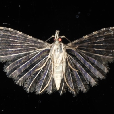 Alucita phricodes