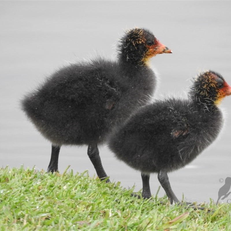 Fulica atra