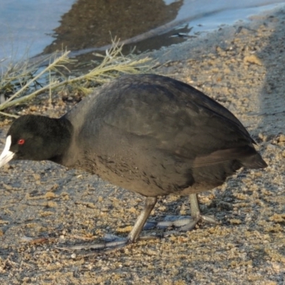 Fulica atra