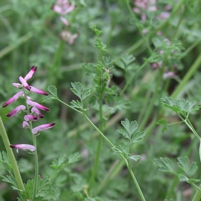 Fumaria officinalis