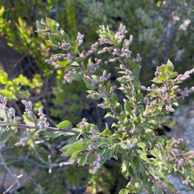 Acacia costiniana