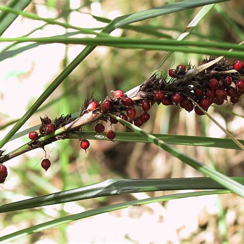 Gahnia aspera