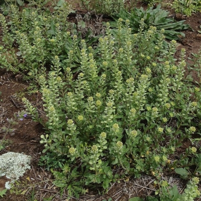 Alyssum alyssoides